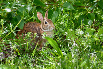 Wild rabbit grazing on weeds in a park
