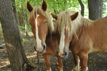 Konie. Wadąg. Polska - Mazury - Warmia. © Rafa