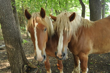 Konie. Polska - Mazury - Warmia. © Rafa