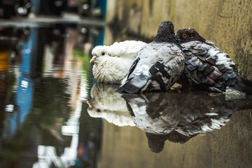 White pigeon & pigeon gray bathing on the street rain water with reflection on clear water ....