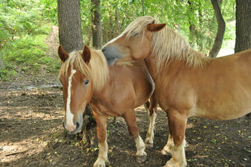 Konie. Polska - Mazury - Warmia. © Rafa