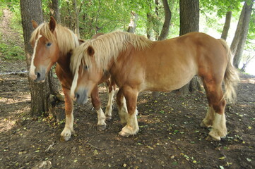 Polska - Mazury. Konie. © Rafa