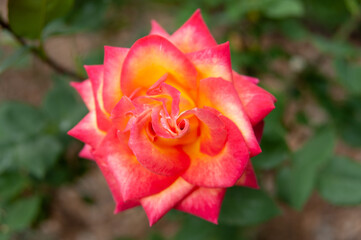 Beautiful and fragrant rose Double Delight (Type: Hybrid Tea). Spring in Fuji City, Japan. Top view.