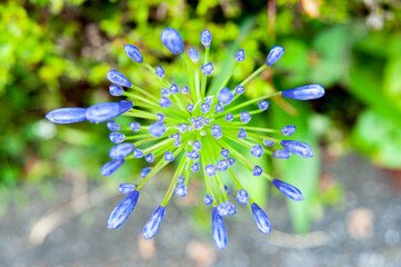 Flower bud of Agapanthus africanus (Lily of the Nile, African Lily) waiting for flowering. Early...