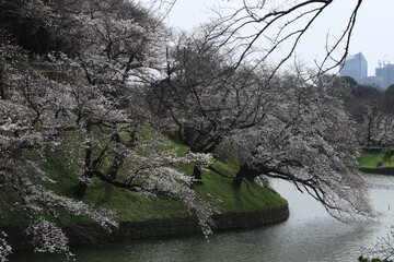 千鳥ヶ淵の桜