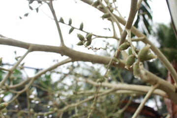 betel nut
