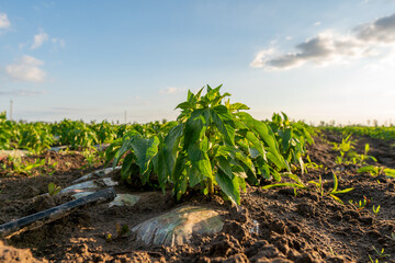 Young pepper grows in the farmer field. Growing pepper field in diffused light on the sunset