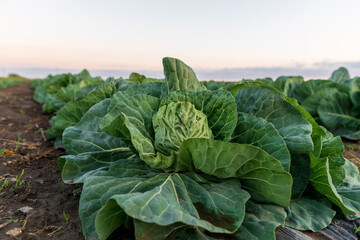 Naklejka premium Young cabbage grows in the farmer field. Growing cabbage field in diffused light on the sunset