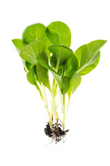 Microgreen. Young green shoots with roots isolated on white background.
