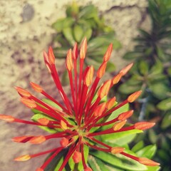 Obraz premium red and yellow flower