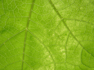 Fototapeta na wymiar Closeup Pattern (vein) on green leaves (Dichotomous Venation)