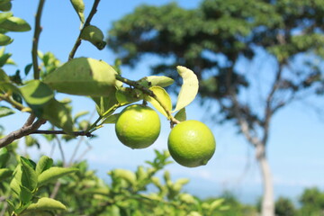 Limones verdes
