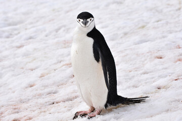 Obraz premium Chinstrap penguin at Half Moon Island, Antarctica