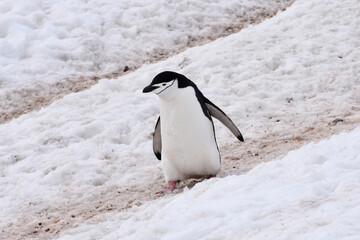 Chinstrap penguin at Half Moon Island, Antarctica