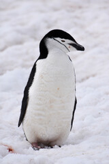 Chinstrap penguin at Half Moon Island, Antarctica