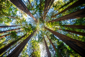 Looking Up through Redwood