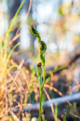 A small terrestrial orchid known as an Inland Red-tip Greenhood (Pterostylis sp. affin. parviflora)