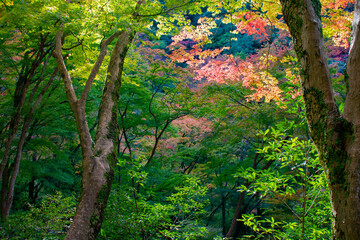 紅葉