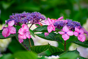 額紫陽花