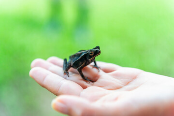 A Crested Forest Toad (Rhinella margaritifera) in a hand, Amazon Rainforest, Ecuador. Focus on Eyes.