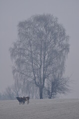 Polska - Mazury - Warmia. Krajobraz - krowy we mgle. © Rafa