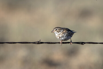 Juvenile Lark Sparrow in the Sangre de Cristo Mountains of New Mexico