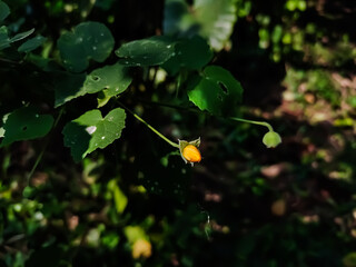 Abutilon indicum is a small shrub in the family Malvaceae, native to tropic and subtropical regions and sometimes cultivated as an ornamental.
