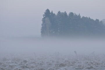 Fototapeta na wymiar Las we mgle. Krajobraz. Polska - Mazury - Warmia.