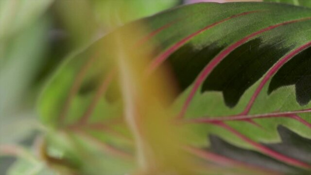 Red-veined prayer plant leaves close up. Macro view of prayer plant with red veins on leaves. 