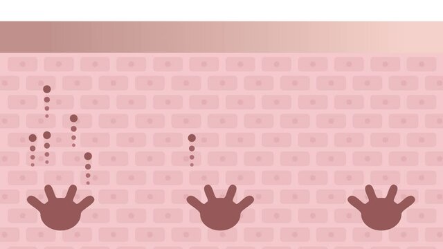 skin and melanin anatomy graphic animation