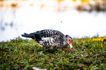 Red-faced Muscovy Duck