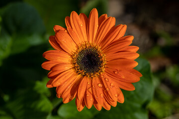 orange flower with dew