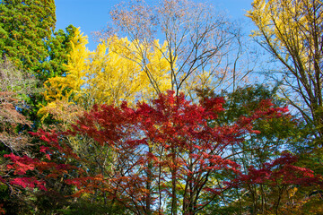 紅葉の室生寺