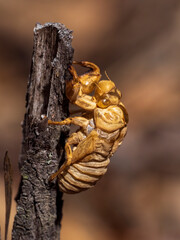 The  shell of a Cicada insect after it has moulted