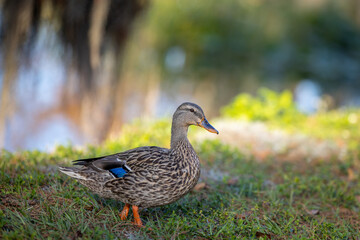 duck in the grass