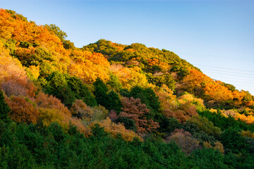 Fototapeta premium 山の紅葉