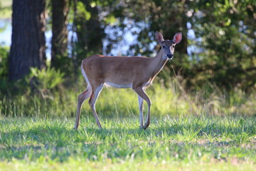 deer in the woods, animal, wildlife, nature, mammal, outdoors