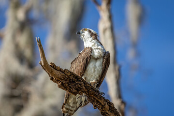 Osprey