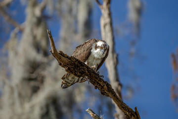 Osprey
