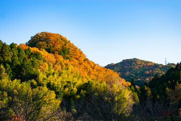 山の紅葉