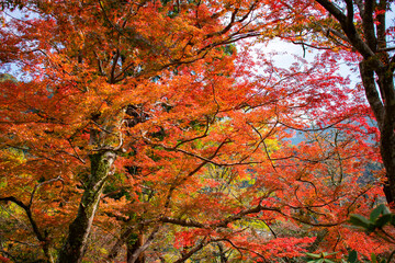 紅葉の長谷寺