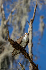 Osprey 5