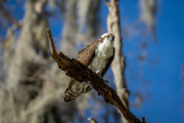 Osprey 4