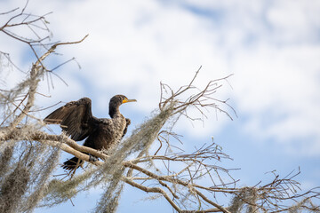 Double-crested cormorant