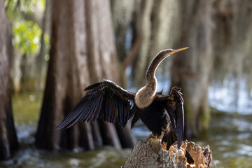 Anhinga