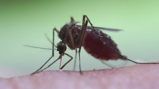 Aedes aegypti Mosquito on skin. Close up a Mosquito sucking human blood