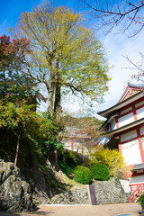 Fototapeta premium 紅葉の長谷寺