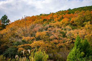 Fototapeta premium 山の紅葉