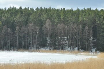 Las zimą. Krajobraz. Wymój. Polska - Mazury - Warmia. © Rafa