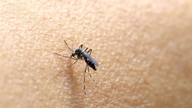 Aedes aegypti Mosquito on skin. Close up a Mosquito sucking human blood